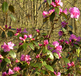 Pretty pink wild flowers