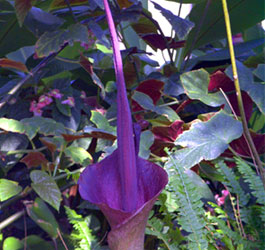 Pretty Purple Flower