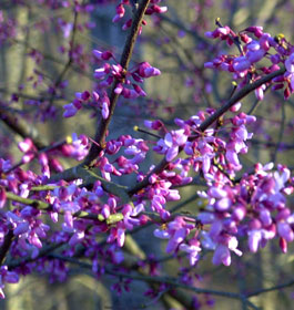 Pretty flowers at park