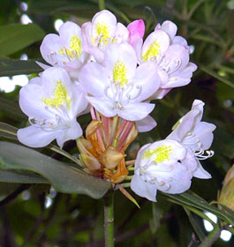 Pretty flowers in Georgia park