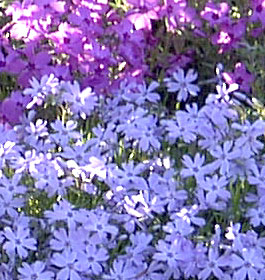 Purple flowers