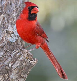 Red Cardinal