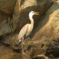 Heron Crane at Red Top Mountain State Park