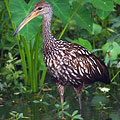 Rare Limpkin Bird