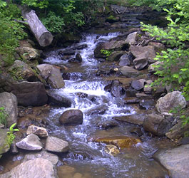 River in GA Forest