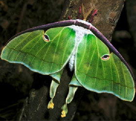 Butterfly at Sandy Creek Nature Center