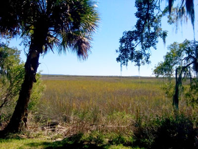 Scenery at Sapelo Island Visitor Center