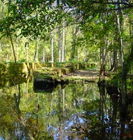 Birding Trail on Colonial Coast in Savannah GA