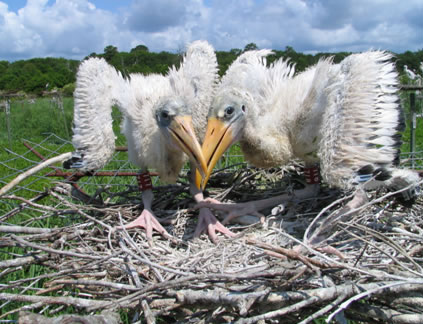 Wild birds at Harris Neck Wildlife Refuge