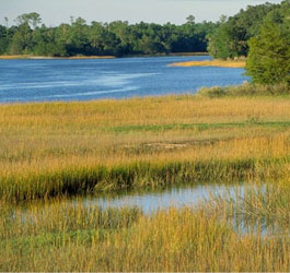 Skidaway Island marsh area