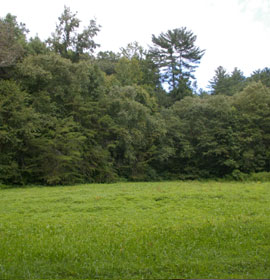 Greenspace at Smithgall Woods - Duke's Creek Conservation Area