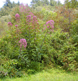 Wildflowers at Smithgall Woods