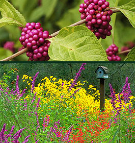 State Botanical Garden Flowers and Plants