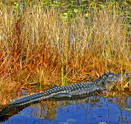 Alligator at Stephen C Foster State Park