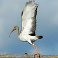 Flying Crane at Stephen C Foster State Park