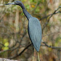 Grey Crane at Stephen C Foster State Park