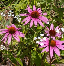 Pretty flowers at Tallulah Point