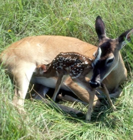 Deer at Georgia U.S. Forest