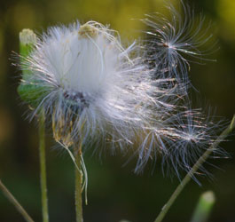 Wispy flowers