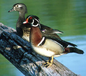 Wood Ducks