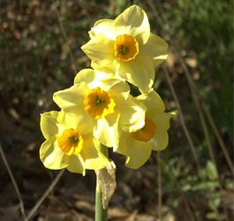 Flowers at park