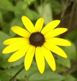 Wild flower at GA park